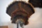 Turkey Fan Mount