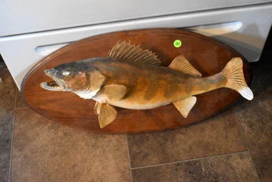 Fish Mount