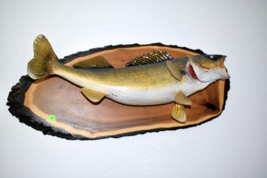 Fish Mount