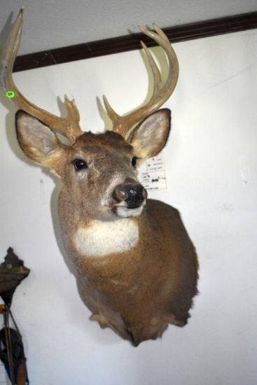 9 Point Buck Shoulder Mount