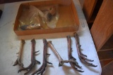 Turkey Feet, Deer Hooves