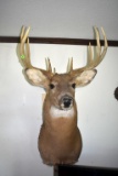 9 Point Buck Shoulder Mount