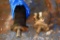 (2) Hydraulic Motors