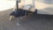 2015 Diamond Cargo Enclosed Trailer