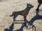 3/8 AR500 Steel Coyote Shooting Target w/ Heart Flapper