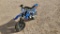 2022 Kandi Pit King Jr. Motorcycle