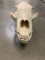 Alaskan Grizzly Skull (Urus americanus)