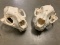 (2) Cougar Skulls (Puma concolor)