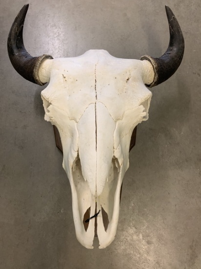 New Mexico Buffalo (Bison)
