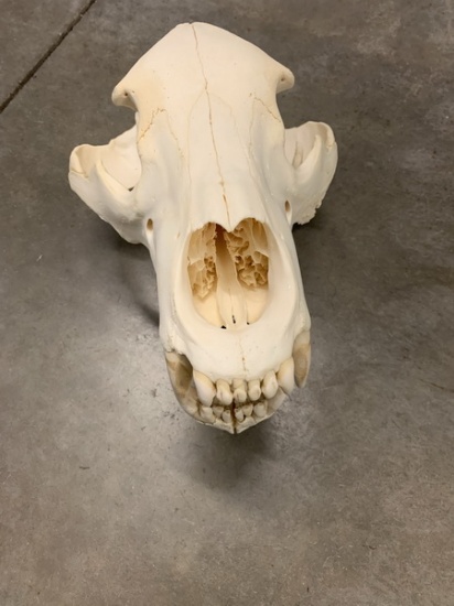 Alaskan Grizzly Skull (Urus americanus)
