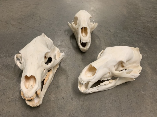 (3) Black Bear Skulls (Ursus americanus)