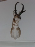 Antelope Shoulder Mount (Antilocapra americana)