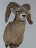 Rocky Mountain Big Horn Sheep