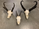 Small European Antelope Skulls