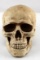 LIFE SIZE REALISTIC HUMAN SKULL COIN BANK PAINTED
