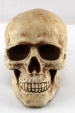 LIFE SIZE REALISTIC HUMAN SKULL COIN BANK PAINTED