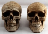 PAIR OF LIFE SIZE REALISTIC HUMAN SKULL COIN BANK