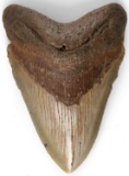 FOSSILIZED CARCHAROCLES MEGALODON SHARK TOOTH