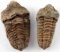 PAIR OF PRE-CAMBRIAN PETRIFIED LITHIC TRILOBYTES