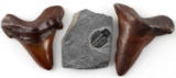 FOSSILIZED SHARK TOOTH AND TRILOBITE LOT OF THREE