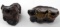 SEWAUNEE RIVER FL FOUND BABY MASTODON TEETH