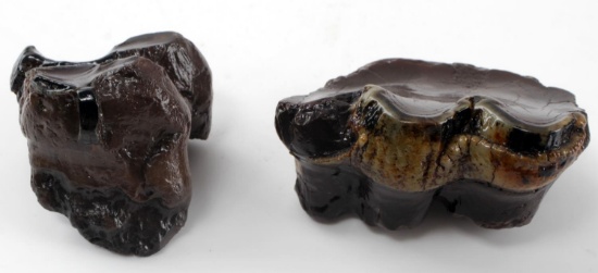 SEWAUNEE RIVER FL FOUND BABY MASTODON TEETH