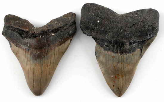 FOSSILIZED CARCHAROCLE MEGALODON TOOTH LOT OF 2