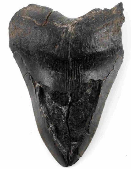 FOSSILIZED PREHISTORIC MEGALODON SHARK TOOTH 6 IN.