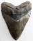 MASSIVE 6.5 INCH MEGALODON SHARK TOOTH FOSSIL