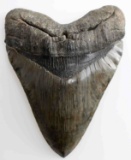 MASSIVE 6.5 INCH MEGALODON SHARK TOOTH FOSSIL