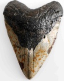 LARGE 5.75 INCH FOSSILIZED MEGALODON SHARK TOOTH