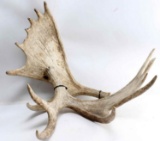 PAIR OF MOOSE ANTLER SHEDS 27 INCHES