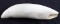 SCRIMSHAW READY RAW POLISHED WHALE TOOTH