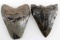 LOT OF 2 FOSSILIZED MEGALODON SHARKS TOOTH