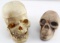 2 HUMAN SKULL MODELS 1 FULL SIZE  1 SCULPTURE