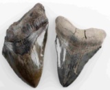 LOT OF 2 MEGALODON SHARKS TOOTH FOSSIL