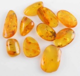 ANCIENT BALTIC AMBER CONTAINING INSECTS 10 PIECE