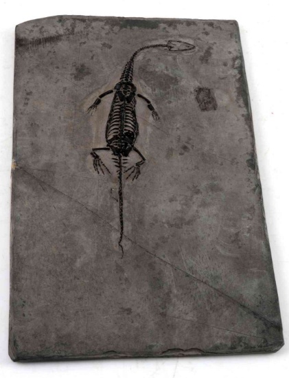 CHAMPSOSAURUS DINOSAUR FOSSIL 7.5 INCHES