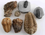 PREHISTORIC FOSSILIZED TRILOBITE LOT OF 7