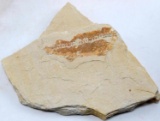 KNIGHTIA OCEANIA FISH FOSSILIZED IN LIMESTONE