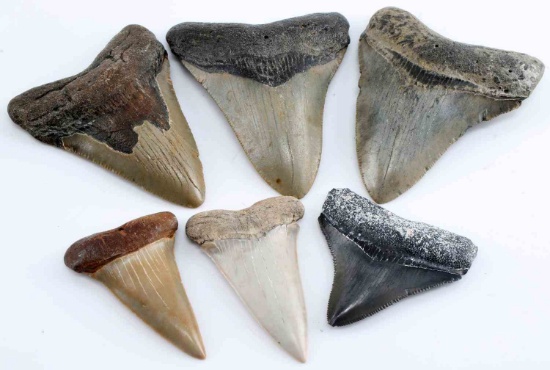 LOT OF 6 PREHISTORIC BABY SHARK MEGALODON TOOTH