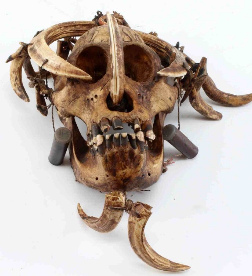 ORANGUTAN PRIMATE SKULL WITH BOAR TUSKS