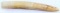 15 INCH UNCARVED RAW HIPPO TOOTH