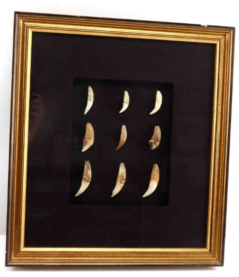 PREHISTORIC FOSSIL CAVE BEAR TEETH IN DISPLAY