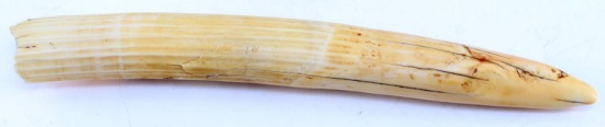 15 INCH UNCARVED RAW HIPPO TOOTH