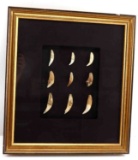 PREHISTORIC FOSSIL CAVE BEAR TEETH IN DISPLAY