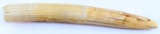 15 INCH UNCARVED RAW HIPPO TOOTH