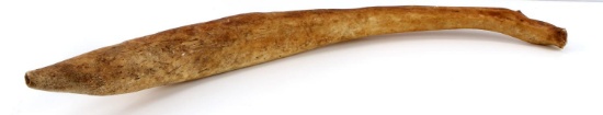 FOSSIL OOSIK WALRUS PENIS BACULUM