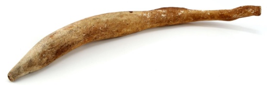 FOSSIL EXCAVATED WALRUS OOSIK PENIS BACULUM