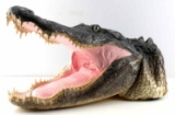 GENUINE AMERICAN ALLIGATOR HEAD TAXIDERMY MOUNT